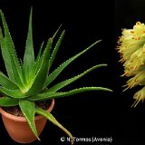 Aloe schomeri ©JLcoll.4871.jpg